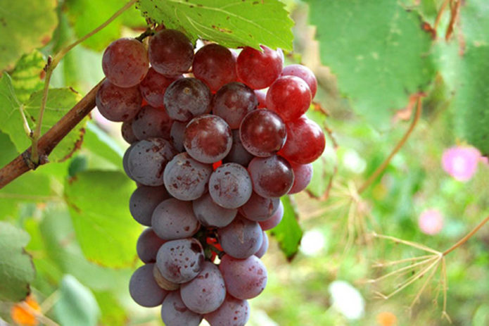 Uvas Lydia