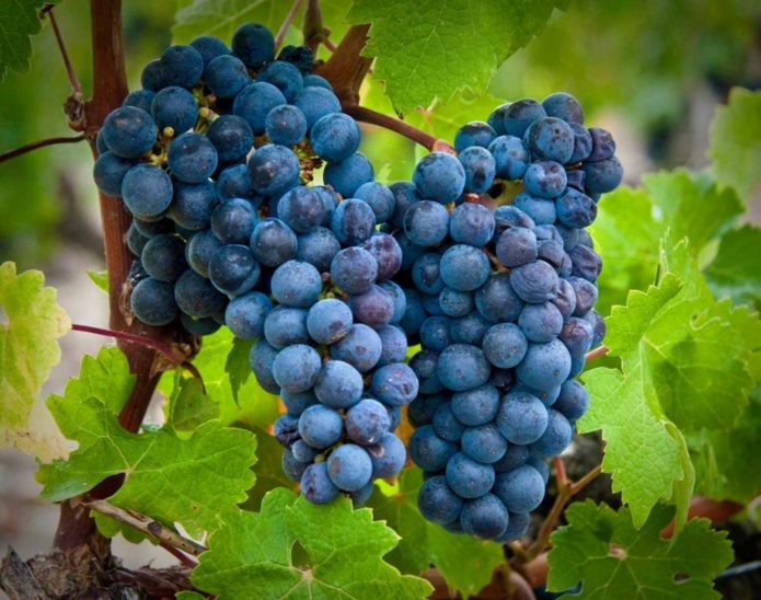 Cabernet Sauvignon hrozny