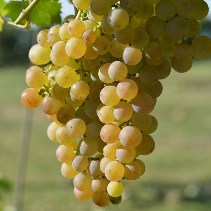 Uvas moscatel brancas