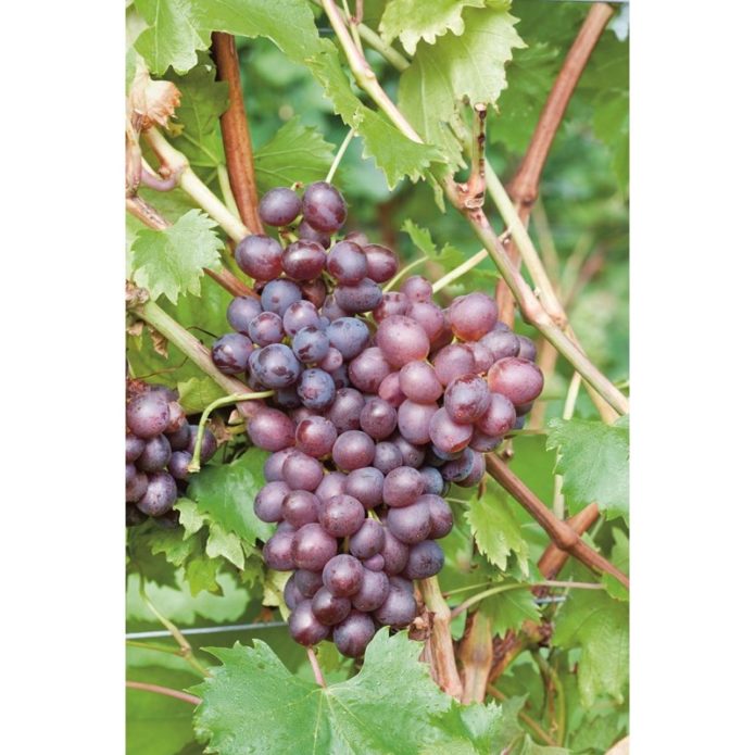 Uvas Rosas Muscat