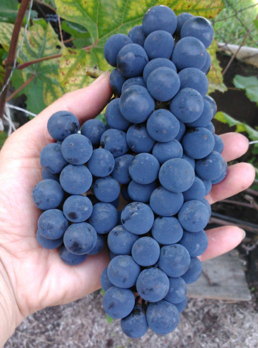 Alpha grapes