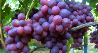 Uvas Zarya Nesvetaya