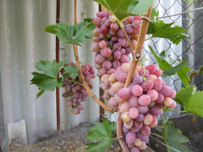 Deleite las uvas rojas