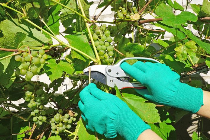 Rompiendo a los hijastros de la uva