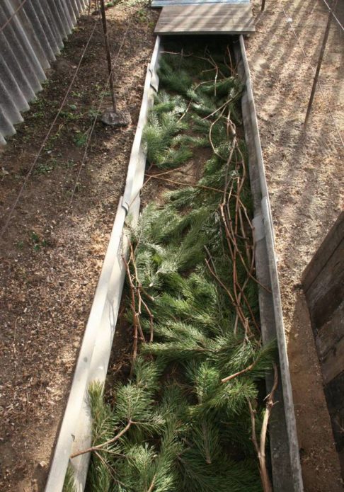 Shelter of grapes with spruce branches