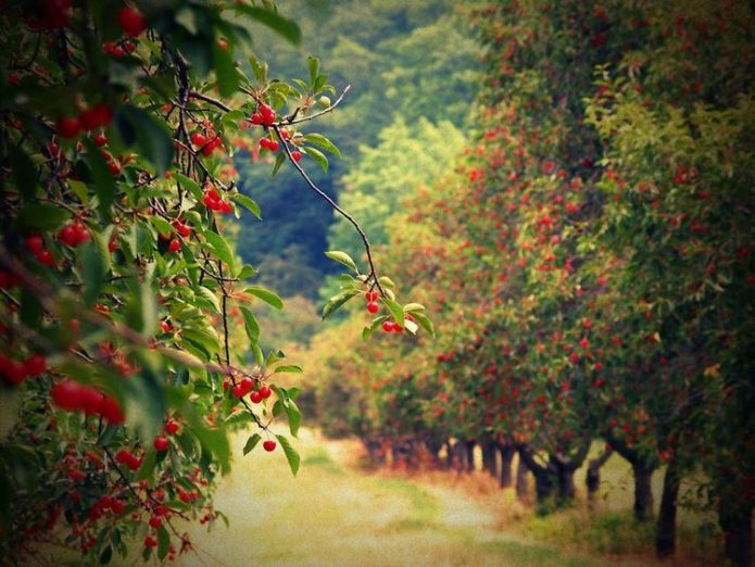 Το Cherry Orchard