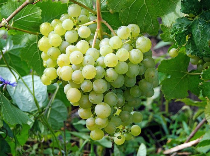 Uvas Aleshenkin