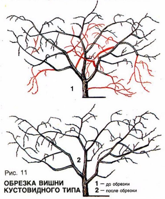 Pruning bush cherry