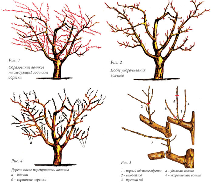 Anti-aging pruning