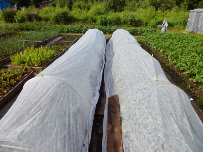 Pasodintų kopūstų daigų su agropluoštu prieglauda