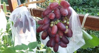 Bunches of Rizamata in wasp nets