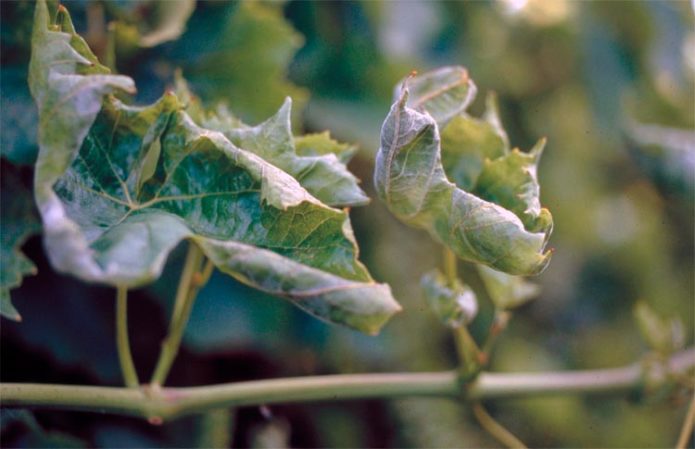 Fulles de raïm afectades per floridura