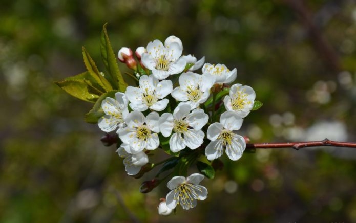 flores de cerejeira