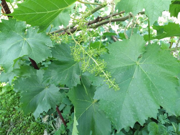 Rizamat bereitet sich auf die Blüte vor