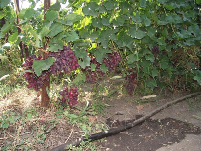 Irrigation goutte à goutte Rizamat