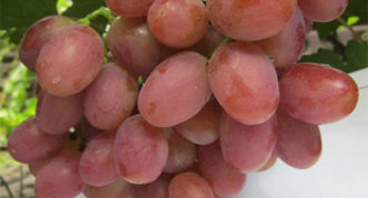 Early Gourmet Grape