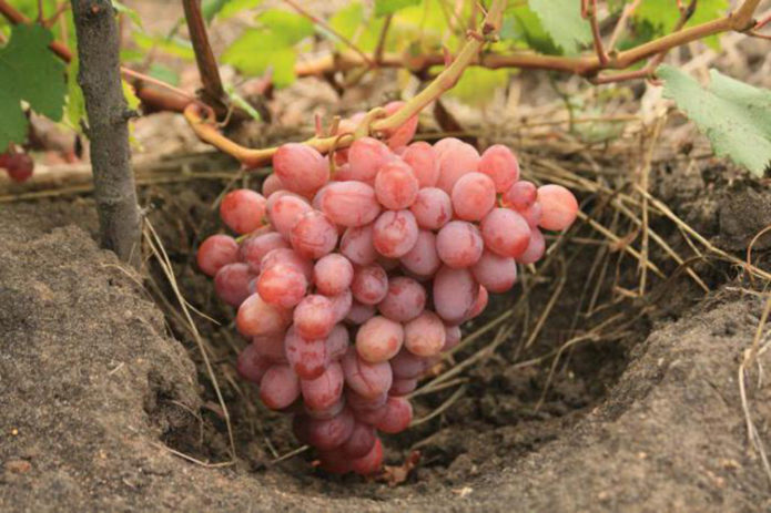 Reifer Haufen früher Gourmet