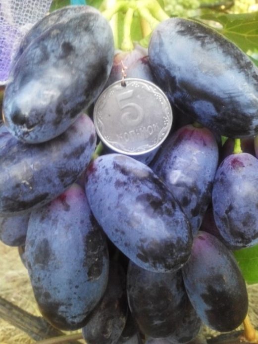 Uvas Velika