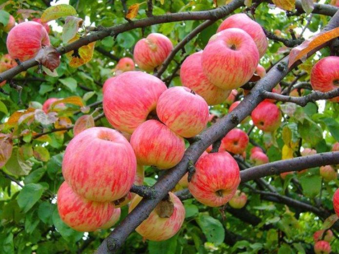 Summer apple variety Melba