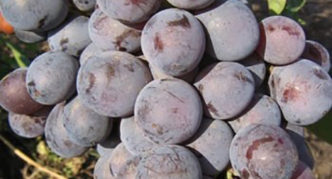 Uvas Dolores