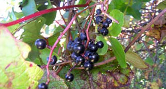 Uvas de Amur silvestres