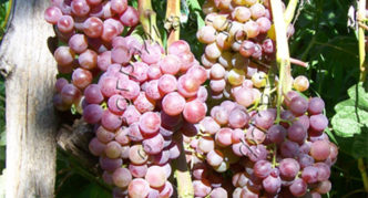 Uvas precoces russas