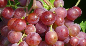 Uva rosa Chasselas