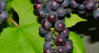 Grape Michurinets