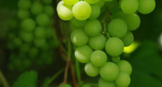 Uvas Gotesh