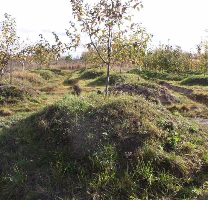 Fruitbomen op kunstmatige heuvels