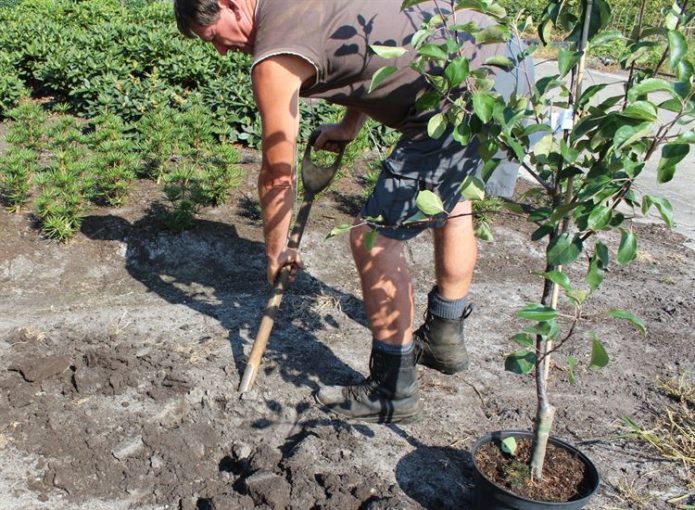 Een appelboom planten in de zomer