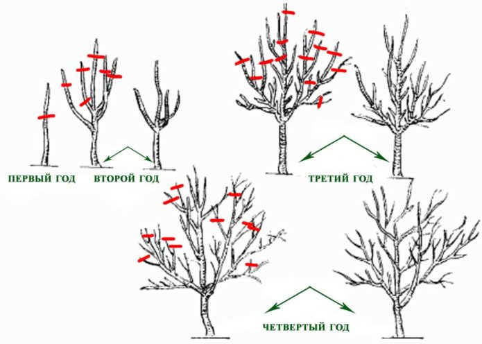 Schema voor het snoeien van appelbomen