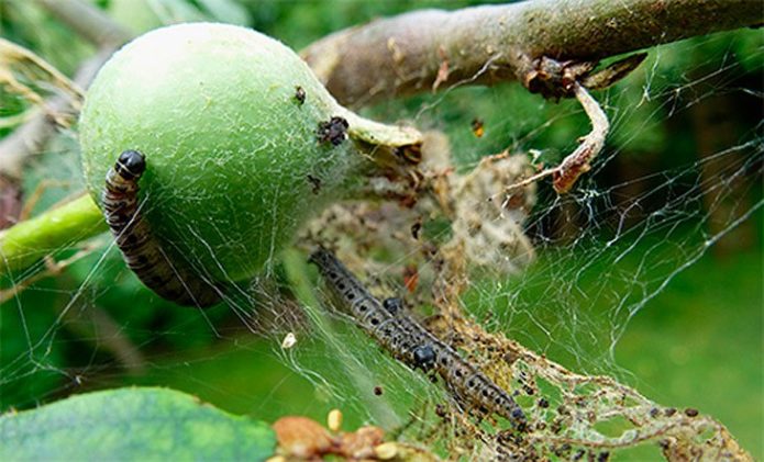 Apple moth caterpillars