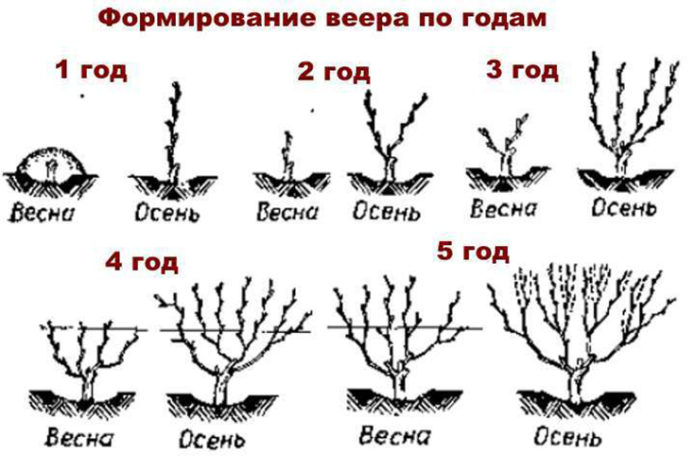 Vīnogu veidošana ar ventilatoru