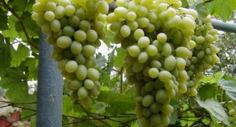 Uvas blancas de moscú