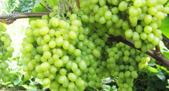 Uvas para presente de Aleshenkin