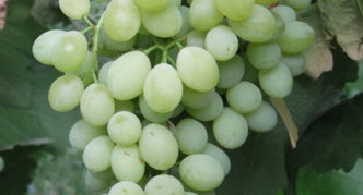 Uvas de cóctel