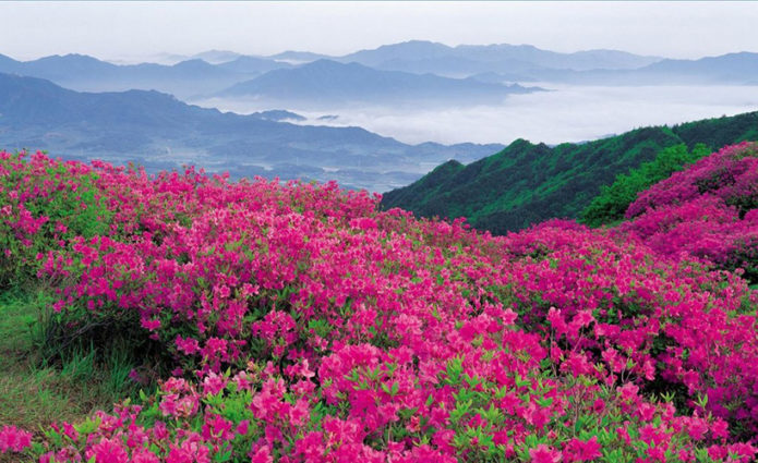 Valley of roses