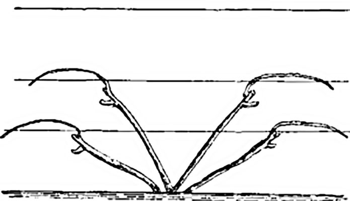 Formação de um arbusto de uva