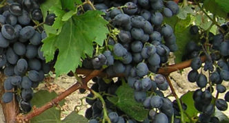 Golodryga Memory Grapes