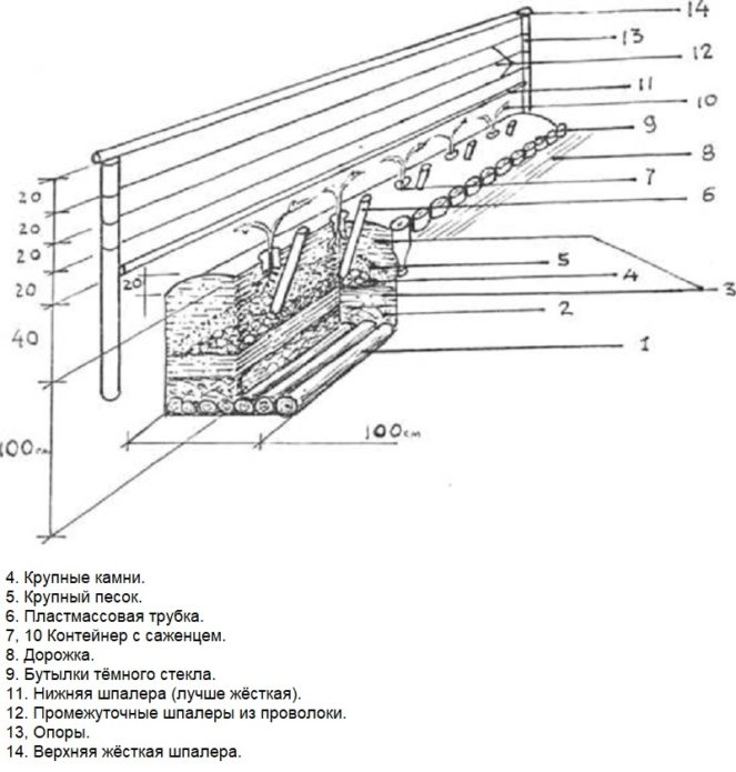 Trincheira de plantio de uvas