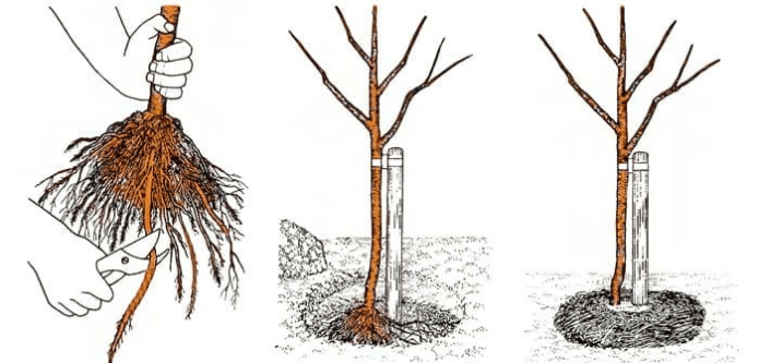 Esquema de plantio de árvores