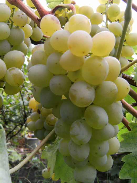 Uvas arcádia