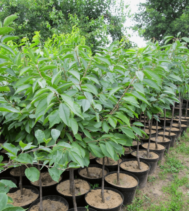 Plantules à racines fermées