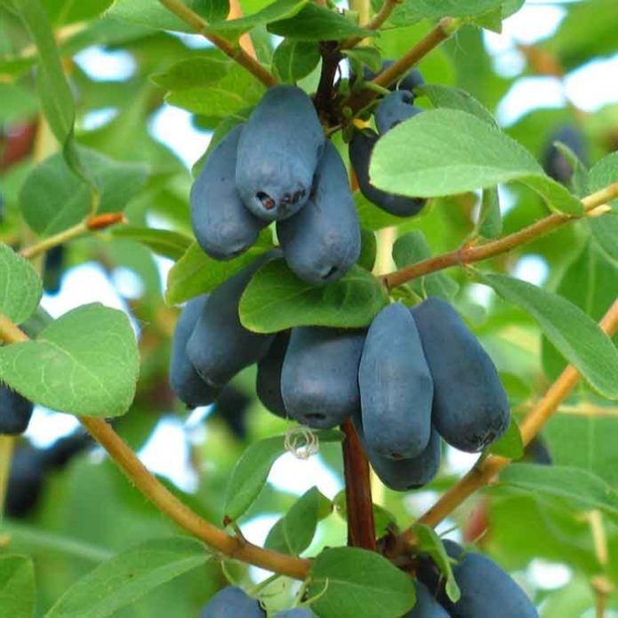 Honeysuckle berries