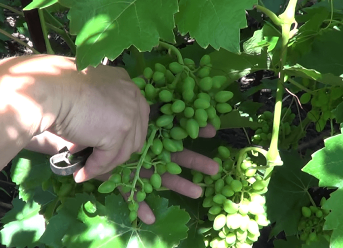 Éclaircir les grappes de raisin dans un chemin