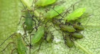 Aphid