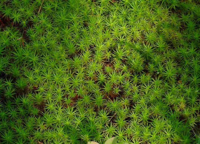 Musgo sphagnum