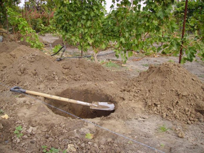 Hoyo de plantación de cornejo