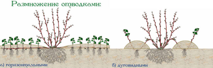 Размножавање дрена слојем